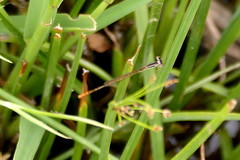 Agriocnemis falcifera