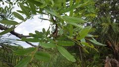 Bowdichia virgilioides