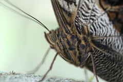 Caligo idomeneus