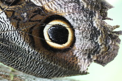 Caligo idomeneus