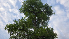 Bowdichia virgilioides