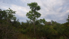 Bowdichia virgilioides