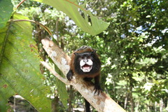 Leontocebus