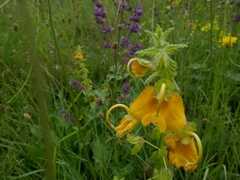 Rhynchocorys orientalis