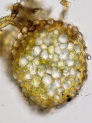Isopterygiopsis muelleriana