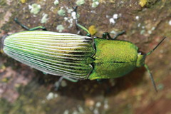 Chalcolepidius porcatus