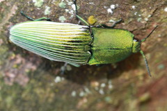 Chalcolepidius porcatus