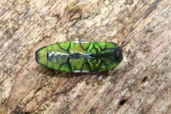 Chalcolepidius porcatus