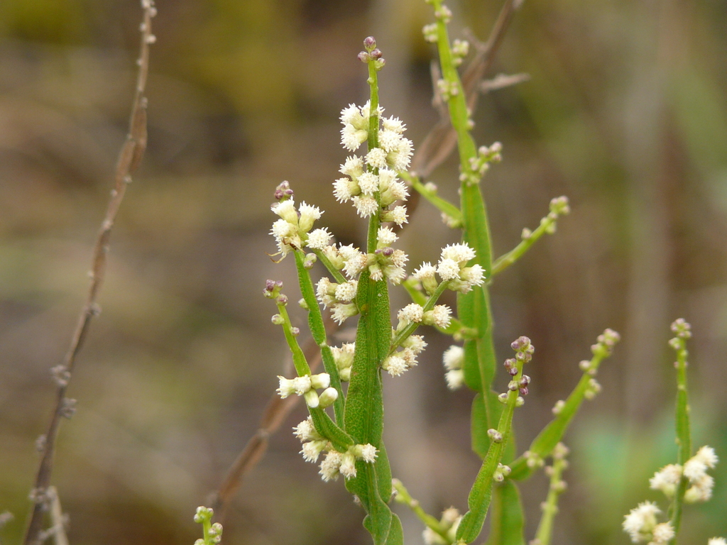 Baccharis reticulata