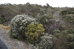 Passerina paleacea