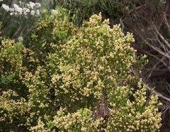 Passerina paleacea