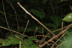 Phaethornis