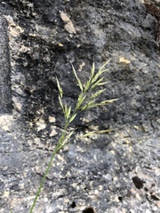 Bromus erectus