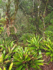 Vriesea philippocoburgi