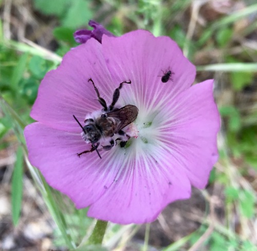 iNaturalist observation photo of Diadasia