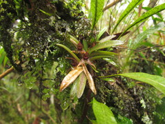 Dryadella zebrina