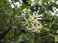 Drimys angustifolia