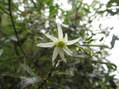 Drimys angustifolia
