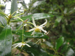 Drimys angustifolia