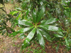 Drimys angustifolia