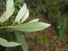 Drimys angustifolia