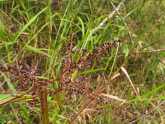 Scleria myricocarpa