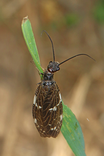 Saw-combed Fishfly photo 5