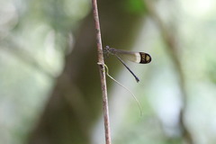 Polythore derivata