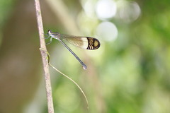 Polythore derivata