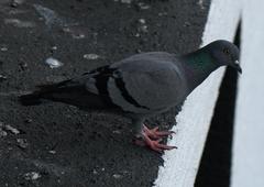 Columba livia domestica