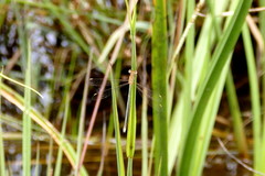 Lestes plagiatus