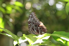Morpho deidamia