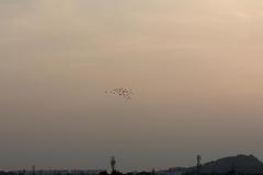 Columba livia domestica