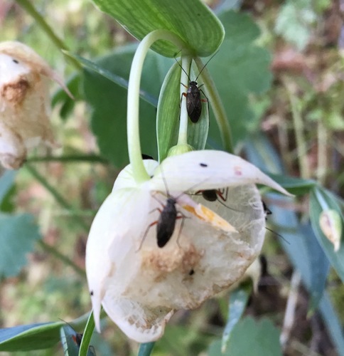 iNaturalist observation photo of Plant Bugs