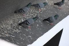 Columba livia domestica