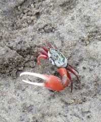 Leptuca uruguayensis