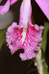 Cattleya