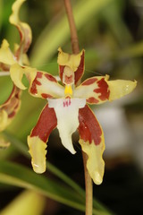 Oncidium aurarium