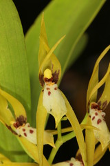 Brassia