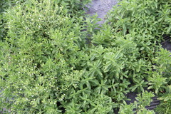 Stevia rebaudiana