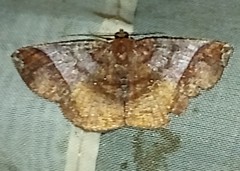 Thysanopyga abdominaria