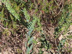 Lobostemon hottentoticus