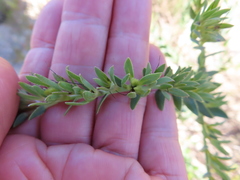 Lobostemon hottentoticus