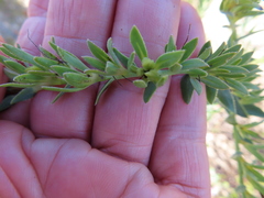 Lobostemon hottentoticus