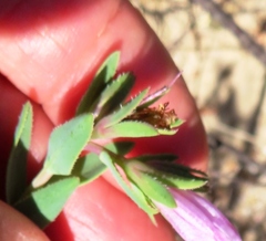 Lobostemon hottentoticus