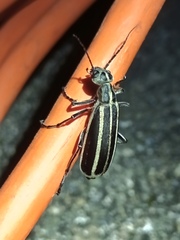 Epicauta vitticollis