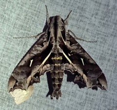 Hemeroplanes triptolemus