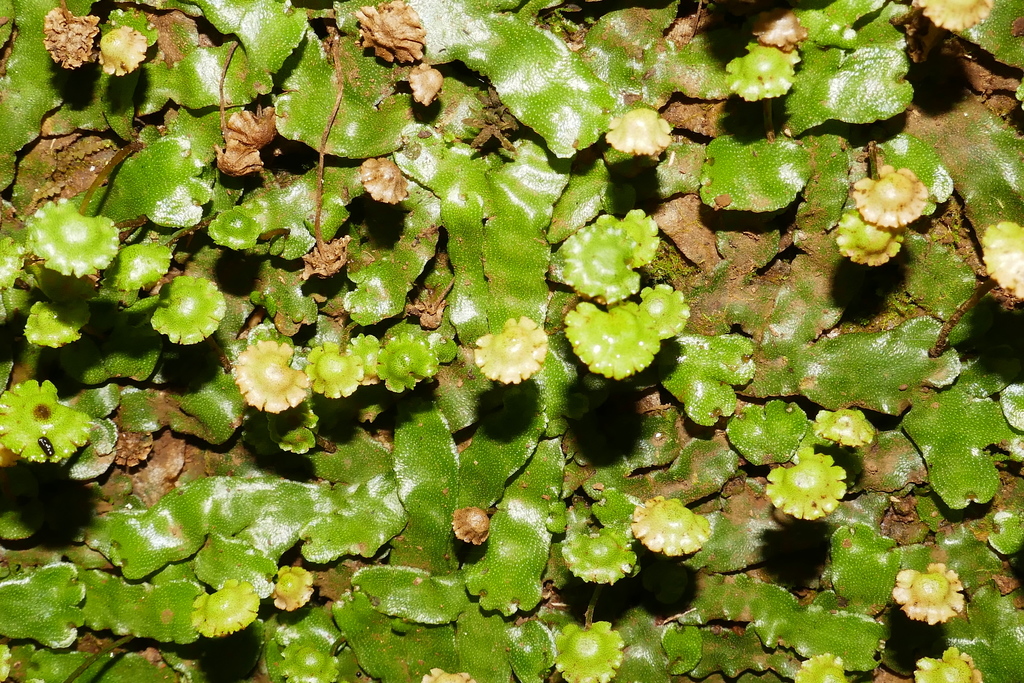 Marchantia breviloba