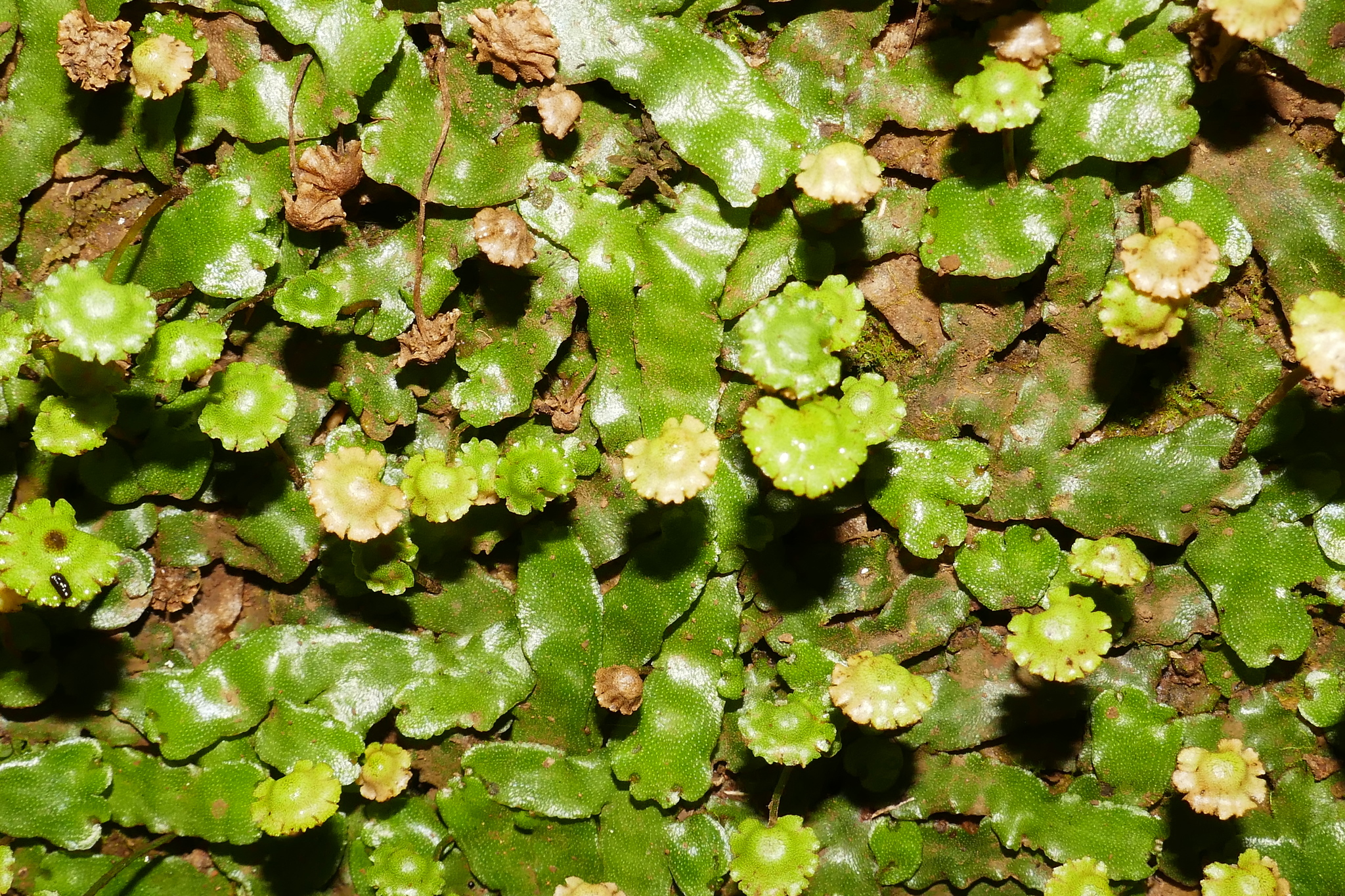 Marchantia breviloba