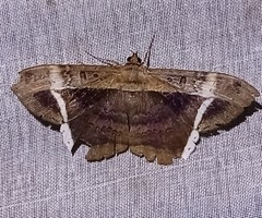 Hemeroblemma mexicana